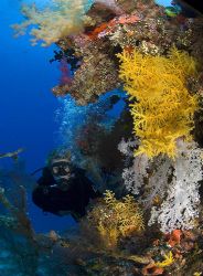 fabulous fiji, taken on bligh reef system with 10.5 super... by Victor Zucker 